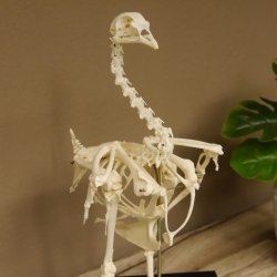 Skelett Huhn unbeweglich montiert echte Knochen hochwertig gearbeitet