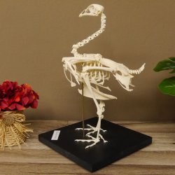 Skelett Huhn unbeweglich montiert echte Knochen hochwertig gearbeitet