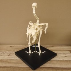 Skelett Huhn unbeweglich montiert echte Knochen hochwertig gearbeitet