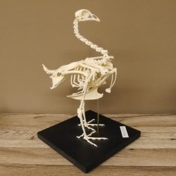 Skelett Huhn unbeweglich montiert echte Knochen hochwertig gearbeitet