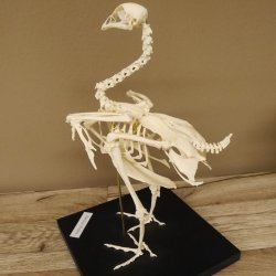 Skelett Huhn unbeweglich montiert echte Knochen hochwertig gearbeitet