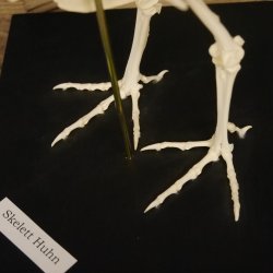 Skelett Huhn unbeweglich montiert echte Knochen hochwertig gearbeitet