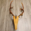 Holzkopf Hirsch antik ungerader 14 ender echte Stangen Holz Kopf Geweih