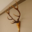 Holzkopf Hirsch antik ungerader 14 ender echte Stangen Holz Kopf Geweih