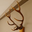 Holzkopf Hirsch antik ungerader 14 ender echte Stangen Holz Kopf Geweih