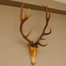 Holzkopf Hirsch antik ungerader 14 ender echte Stangen Holz Kopf Geweih