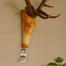 Holzkopf Hirsch antik ungerader 14 ender echte Stangen Holz Kopf Geweih