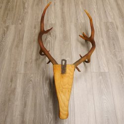 Holzkopf Hirsch antik ungerader 14 ender echte Stangen Holz Kopf Geweih