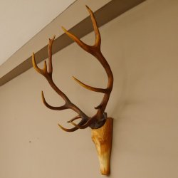 Holzkopf Hirsch antik ungerader 14 ender echte Stangen Holz Kopf Geweih