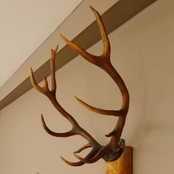 Holzkopf Hirsch antik ungerader 14 ender echte Stangen Holz Kopf Geweih