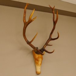 Holzkopf Hirsch antik ungerader 14 ender echte Stangen Holz Kopf Geweih