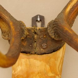 Holzkopf Hirsch antik ungerader 14 ender echte Stangen Holz Kopf Geweih