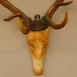 Holzkopf Hirsch antik ungerader 14 ender echte Stangen Holz Kopf Geweih