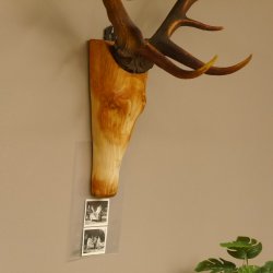 Holzkopf Hirsch antik ungerader 14 ender echte Stangen Holz Kopf Geweih