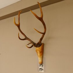 Holzkopf Hirsch antik ungerader 14 ender echte Stangen Holz Kopf Geweih