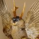 Wolpertinger Wolpi groß Bisam Präparat blaue Augen mit Flügel Geweih Stock Laterne Höhe 43 cm Fabelwesen Gaudi Geschenk