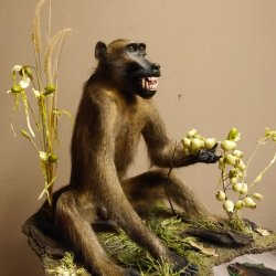 Bärenpavian Affe Präparat Höhe 85 cm mit offenem Maul taxidermy Ganzpräparat mit Herkunftsnachweis