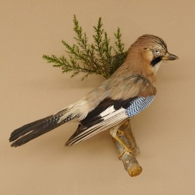 Eichelhäher auf Ast Tierpräparat Präparat Vogel mit Herkunftsnachweis