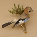 Eichelhäher auf Ast Tierpräparat Präparat Vogel mit Herkunftsnachweis