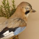 Eichelhäher auf Ast Tierpräparat Präparat Vogel mit Herkunftsnachweis