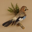 Eichelhäher auf Ast Tierpräparat Präparat Vogel mit Herkunftsnachweis