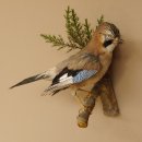 Eichelhäher auf Ast Tierpräparat Präparat Vogel mit Herkunftsnachweis