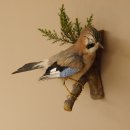 Eichelhäher auf Ast Tierpräparat Präparat Vogel mit Herkunftsnachweis