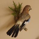 Eichelhäher auf Ast Tierpräparat Präparat Vogel mit Herkunftsnachweis