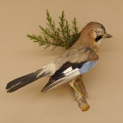 Eichelhäher auf Ast Tierpräparat Präparat Vogel mit Herkunftsnachweis