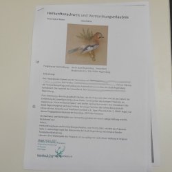 Eichelhäher auf Ast Tierpräparat Präparat Vogel mit Herkunftsnachweis