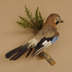 Eichelhäher auf Ast Tierpräparat Präparat Vogel mit Herkunftsnachweis