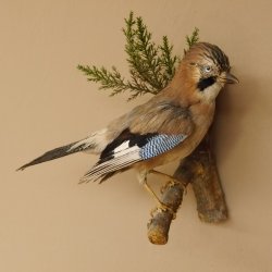 Eichelhäher auf Ast Tierpräparat Präparat Vogel mit Herkunftsnachweis