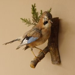 Eichelhäher auf Ast Tierpräparat Präparat Vogel mit Herkunftsnachweis