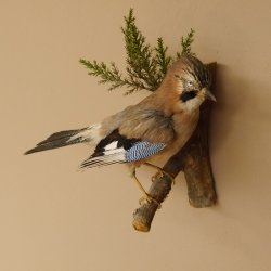 Eichelhäher auf Ast Tierpräparat Präparat Vogel mit Herkunftsnachweis
