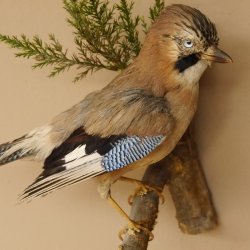 Eichelhäher auf Ast Tierpräparat Präparat Vogel mit Herkunftsnachweis