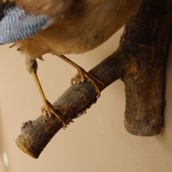 Eichelhäher auf Ast Tierpräparat Präparat Vogel mit Herkunftsnachweis