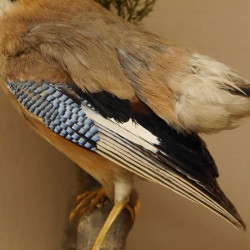 Eichelhäher auf Ast Tierpräparat Präparat Vogel mit Herkunftsnachweis 90.9.11