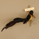 Breitschwanz Paradieswitwe (Steganura Orientalis) Vogel Tierpr&auml;parat mit Herkunftsnachweis