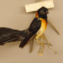 Breitschwanz Paradieswitwe (Steganura Orientalis) Vogel Tierpr&auml;parat mit Herkunftsnachweis
