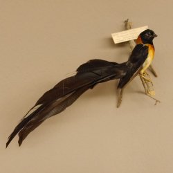 Breitschwanz Paradieswitwe (Steganura Orientalis) Vogel Tierpräparat mit Herkunftsnachweis