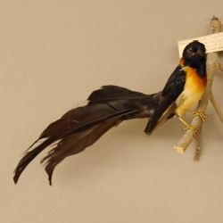 Breitschwanz Paradieswitwe (Steganura Orientalis) Vogel Tierpräparat mit Herkunftsnachweis