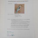 Senegalliest (Halcyon senegalensis) Vogel Tierpr&auml;parat taxidermy mit Herkunftsnachweis