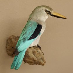 Senegalliest (Halcyon senegalensis) Vogel Tierpräparat taxidermy mit Herkunftsnachweis