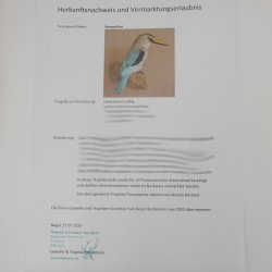 Senegalliest (Halcyon senegalensis) Vogel Tierpräparat taxidermy mit Herkunftsnachweis
