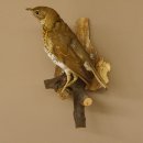Singdrossel Vogel Pr&auml;parat H&ouml;he 26 cm pr&auml;pariert Tierpr&auml;parat mit Genehmigung zur Vermarktung 90.40.4