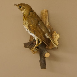 Singdrossel Vogel Präparat Höhe 26 cm präpariert Tierpräparat mit Genehmigung zur Vermarktung 90.40.4