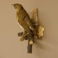 Singdrossel Vogel Präparat Höhe 26 cm präpariert Tierpräparat mit Genehmigung zur Vermarktung 90.40.4