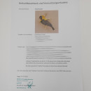 Bischofsweber  (Euplectes gierowii) Vogel Tierpr&auml;parat mit Herkunftsnachweis