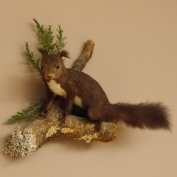 Eichhörnchen Präparat präpariert Tier mit Genehmigung zur Vermarktung 89.18.11