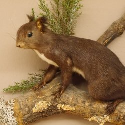 Eichhörnchen Präparat präpariert Tier mit Genehmigung zur Vermarktung 89.18.11